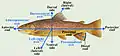 Anatomical axes and directions in a fish
