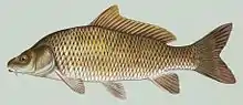 An illustration of the carp.