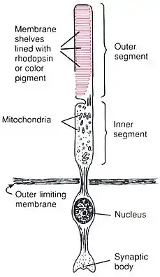 Anatomy of a Rod CellHuman Physiology and Mechanisms of Disease by Arthur C. Guyton (1992) .mw-parser-output cite.citation{font-style:inherit;word-wrap:break-word}.mw-parser-output .citation q{quotes:"\"""\"""'""'"}.mw-parser-output .citation:target{background-color:rgba(0,127,255,0.133)}.mw-parser-output .id-lock-free.id-lock-free a{background:url("//upload.wikimedia.org/wikipedia/commons/6/65/Lock-green.svg")right 0.1em center/9px no-repeat}body:not(.skin-timeless):not(.skin-minerva) .mw-parser-output .id-lock-free a{background-size:contain}.mw-parser-output .id-lock-limited.id-lock-limited a,.mw-parser-output .id-lock-registration.id-lock-registration a{background:url("//upload.wikimedia.org/wikipedia/commons/d/d6/Lock-gray-alt-2.svg")right 0.1em center/9px no-repeat}body:not(.skin-timeless):not(.skin-minerva) .mw-parser-output .id-lock-limited a,body:not(.skin-timeless):not(.skin-minerva) .mw-parser-output .id-lock-registration a{background-size:contain}.mw-parser-output .id-lock-subscription.id-lock-subscription a{background:url("//upload.wikimedia.org/wikipedia/commons/a/aa/Lock-red-alt-2.svg")right 0.1em center/9px no-repeat}body:not(.skin-timeless):not(.skin-minerva) .mw-parser-output .id-lock-subscription a{background-size:contain}.mw-parser-output .cs1-ws-icon a{background:url("//upload.wikimedia.org/wikipedia/commons/4/4c/Wikisource-logo.svg")right 0.1em center/12px no-repeat}body:not(.skin-timeless):not(.skin-minerva) .mw-parser-output .cs1-ws-icon a{background-size:contain}.mw-parser-output .cs1-code{color:inherit;background:inherit;border:none;padding:inherit}.mw-parser-output .cs1-hidden-error{display:none;color:#d33}.mw-parser-output .cs1-visible-error{color:#d33}.mw-parser-output .cs1-maint{display:none;color:#2C882D;margin-left:0.3em}.mw-parser-output .cs1-format{font-size:95%}.mw-parser-output .cs1-kern-left{padding-left:0.2em}.mw-parser-output .cs1-kern-right{padding-right:0.2em}.mw-parser-output .citation .mw-selflink{font-weight:inherit}html.skin-theme-clientpref-night .mw-parser-output .cs1-maint{color:#18911F}html.skin-theme-clientpref-night .mw-parser-output .cs1-visible-error,html.skin-theme-clientpref-night .mw-parser-output .cs1-hidden-error{color:#f8a397}@media(prefers-color-scheme:dark){html.skin-theme-clientpref-os .mw-parser-output .cs1-visible-error,html.skin-theme-clientpref-os .mw-parser-output .cs1-hidden-error{color:#f8a397}html.skin-theme-clientpref-os .mw-parser-output .cs1-maint{color:#18911F}}ISBN 0-7216-3299-8 p. 373
