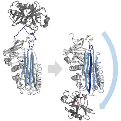 Conformational change diagram