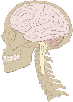 The Central Nervous System of Humans