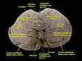 Cerebellum. Superior surface.