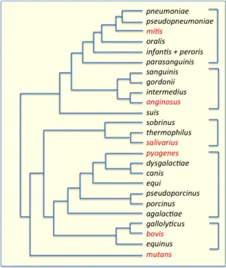 Phylogenetic tree of Streptococcus species, based on data from PATRIC. 16S groups are indicated by brackets and their key members are highlighted in red.