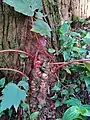B. palmata has stout rhizomes