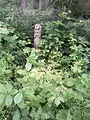 Carved markers populate Old Wood