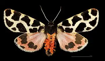 ♂