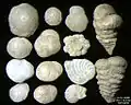 Foraminifera of Pag Island, Adriatic Sea -60 m, field width 5.5&nbsp;mm