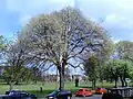 Dutch elm cultivar, Hermitage Place, Leith Links, 2016