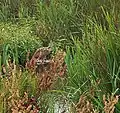 A little bittern near Yealand Storrs