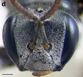 A. australis worker face. Scale bar = 0.25&nbsp;mm