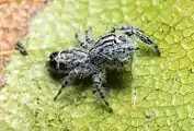 Abracadabrella elegans (Elegant Fly Mimic) from Townsville QLD an Australian Jumping Spider. Male, body length 3.8&nbsp;mm