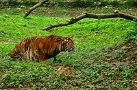 Bengal tiger at Tata Steel Zoological Park