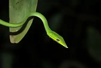 Lateral view