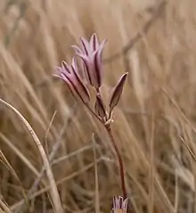 "Allium lojaconoi" found at the Dingli Cliffs in Malta