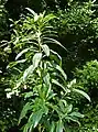 Foliage