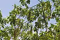 Tree with fruits  in  Hyderabad, India.