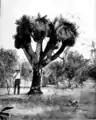 A 21-foot-high (6.4&nbsp;m) specimen, c. 1920