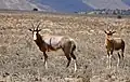 Blesboks