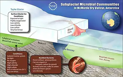 Image 19A schematic cross-section of the subglacial pool beneath Taylor Glacier and its outflow, Blood Falls. Image credit: Zina Deretsky / US National Science Foundation (from Subglacial lake)