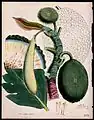 Breadfruit (Artocarpus altilis)