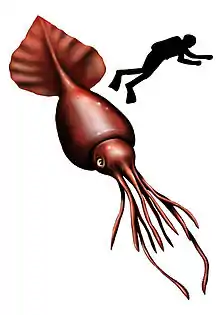 Colossal squid (Mesonychoteuthis hamiltoni, max. 12–14 m or 39–46 ft)