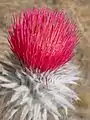 C.&nbsp;occidentale var. candidissimum flower