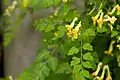 Corydalis pallida var. tenuis