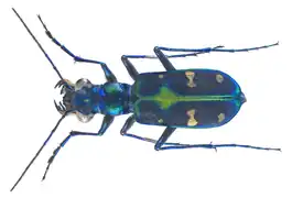 Nominate subspecies from North Vietnam