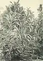 German Botanist Adolf Engler's photo of Strelitzia alba published in Die Pflanzenwelt Afrikas, insbesondere seiner tropischen Gebiete; Grundzüge der Pflanzenverbreitung im Afrika und die Charakterpflanzen Afrikas in 1910