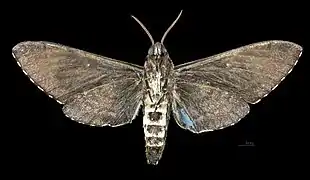 Female ventral