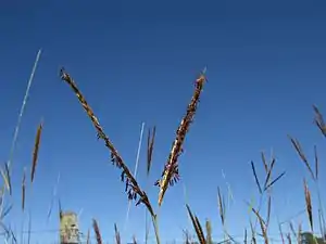 flower head
