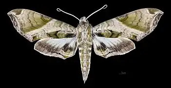 Female dorsal