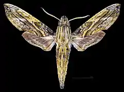 Male dorsal
