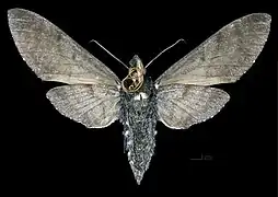 Female underside