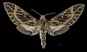 Female dorsal