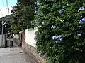 Growing on a fence in Kobe