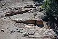 Petrified logs in place