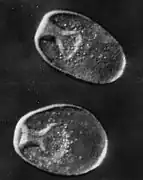 Free-living gastrula stage, about 0.5&nbsp;mm long