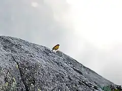 Male at 11,000&nbsp;ft. in Kullu - Manali District of Himachal Pradesh, India