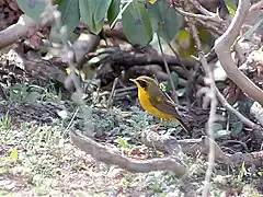 Male at Mailee Thaatch (11,000&nbsp;ft.) in Kullu - Manali District of Himachal Pradesh, India