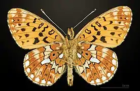 Ventral side