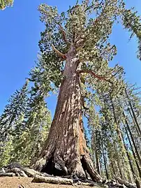 Grizzly Giant