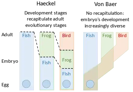 Image 1Embryology theories of Ernst Haeckel, who argued for recapitulation of evolutionary development in the embryo, and Karl Ernst von Baer's epigenesis (from Evolutionary developmental biology)