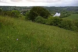 Hatslock nature reserve grassland with orchids
