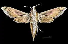 Female ventral