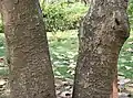 Trunk in  Kolkata, West Bengal, India.