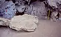 Burial 2 was immediately below this speleothem. Could explain the absence of the upper limb.