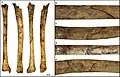 Burial 22. Perimortem butterfly fracture on the tibia.