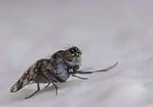 Cestrotus, eyes with horizontal stripes as in many Lauxaniidae