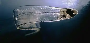 Larva of a conger eel, 7.6&nbsp;cm